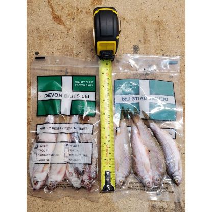 Picture of DEVON BAITS Deadbait ROACH 4 Pack